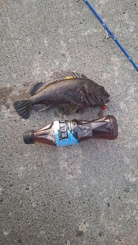 オウゴンムラソイの釣果