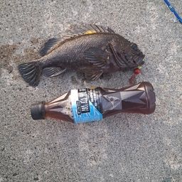 オウゴンムラソイ