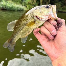 ラージマウスバス