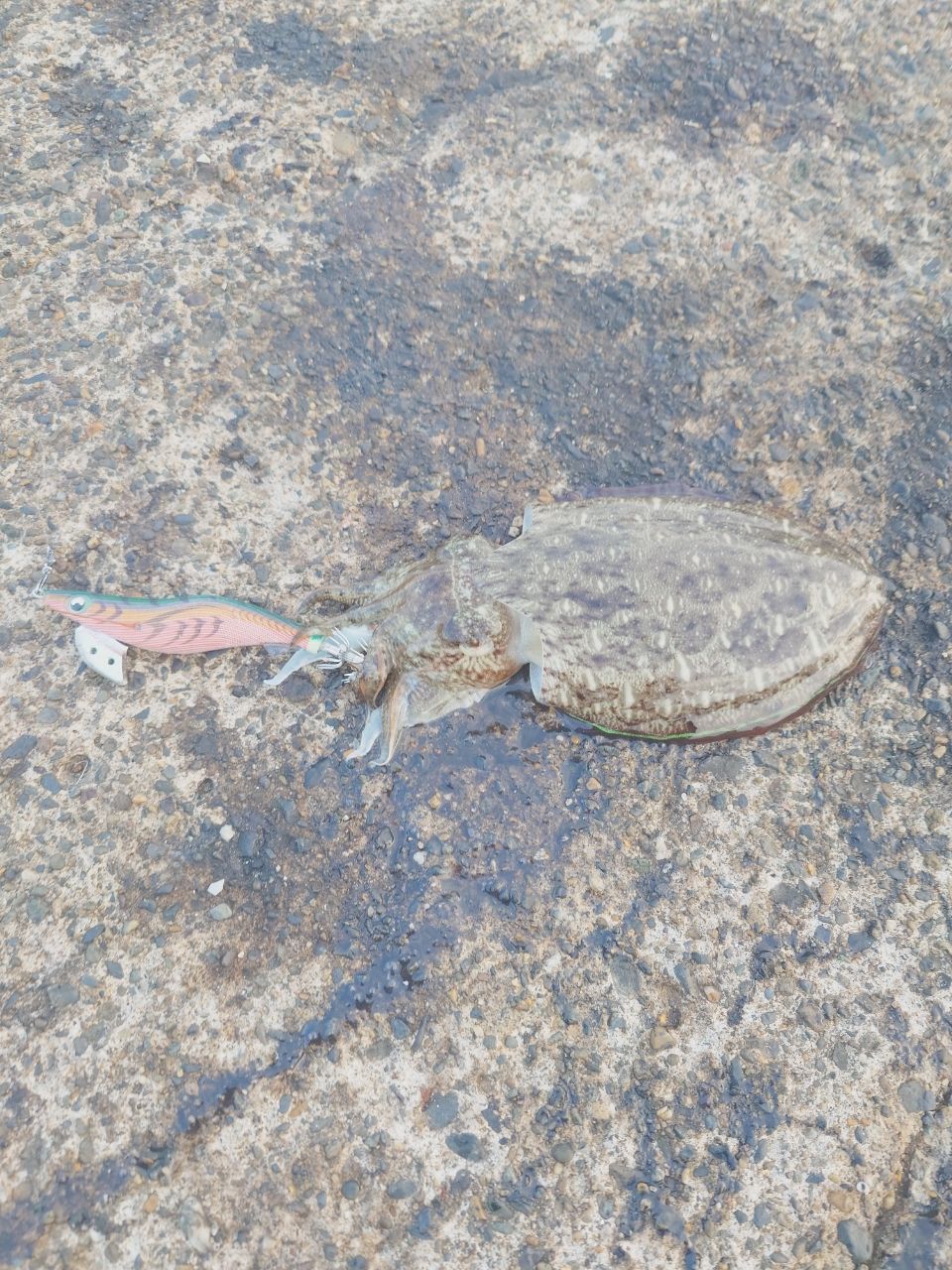 モンゴウイカ