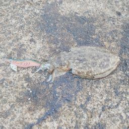 モンゴウイカ
