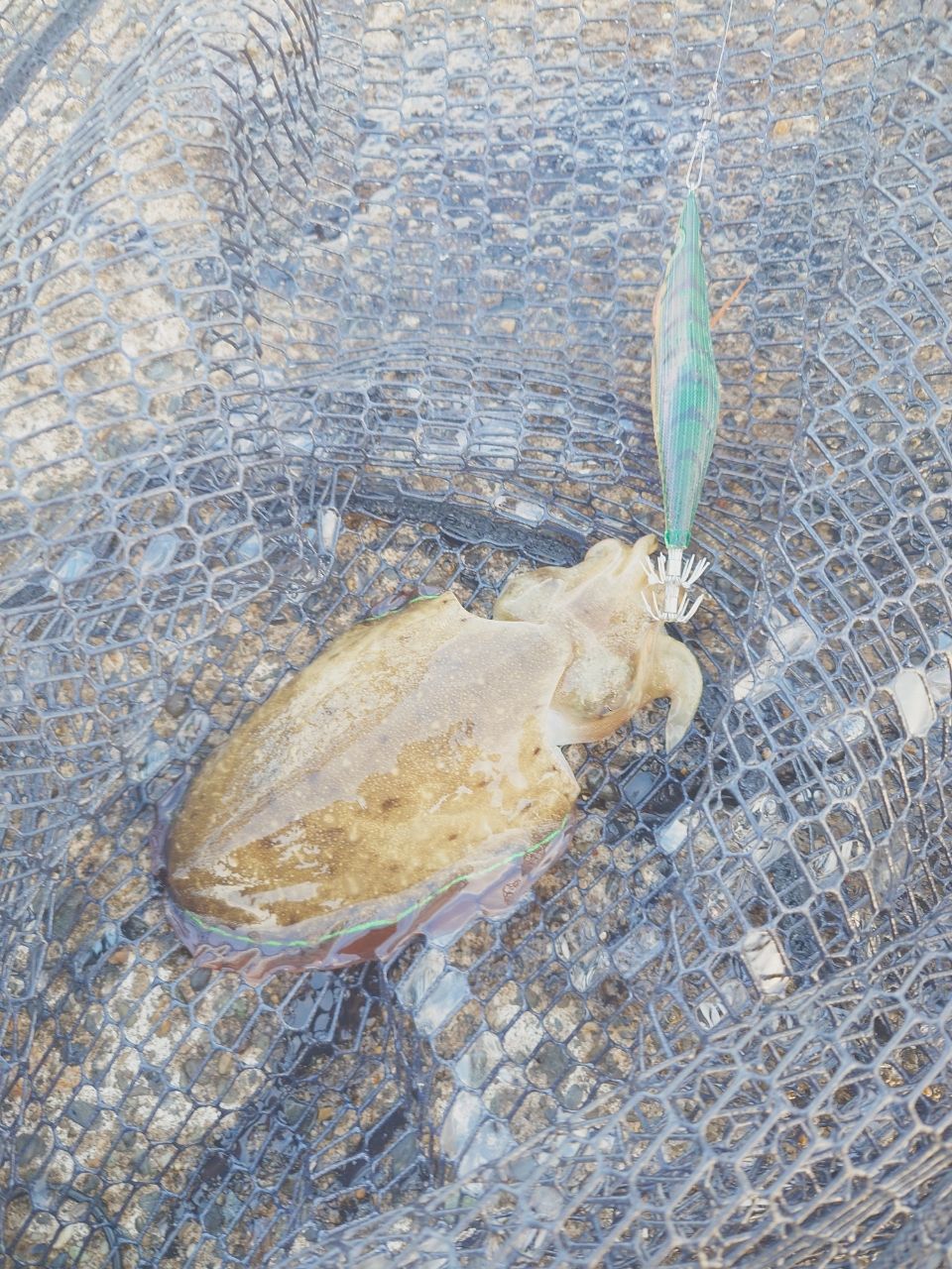 モンゴウイカ