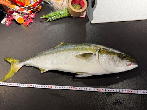 ブリの釣果