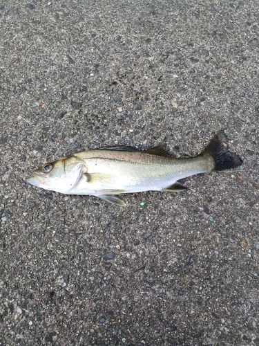 セイゴ（マルスズキ）の釣果