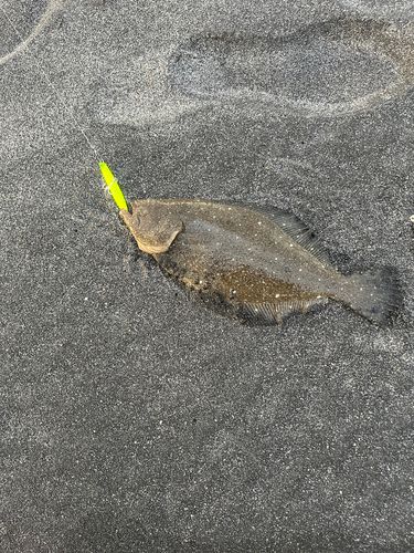 マゴチの釣果