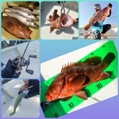 キジハタの釣果