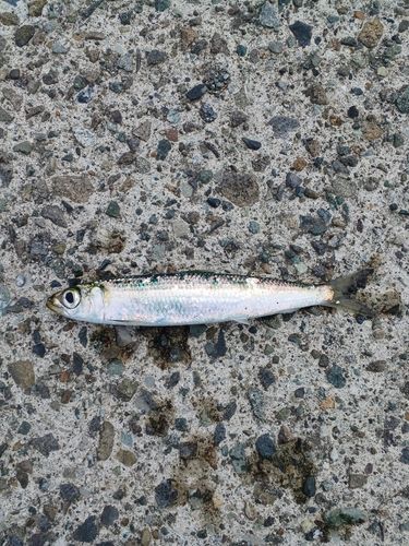 ウルメイワシの釣果