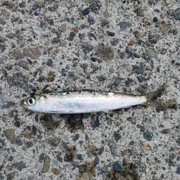 ウルメイワシ