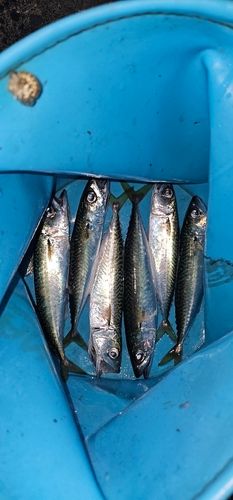 釜石湾