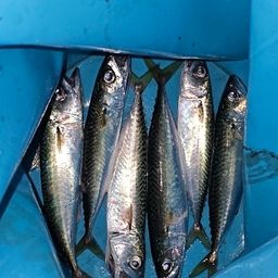 サバ
