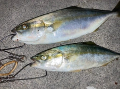 ヒラマサの釣果