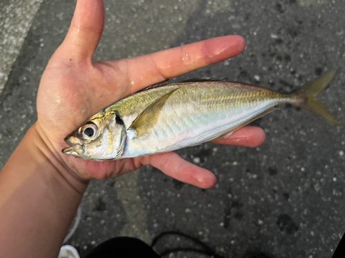東京湾（アクアライン〜富津）