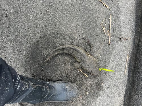 マゴチの釣果
