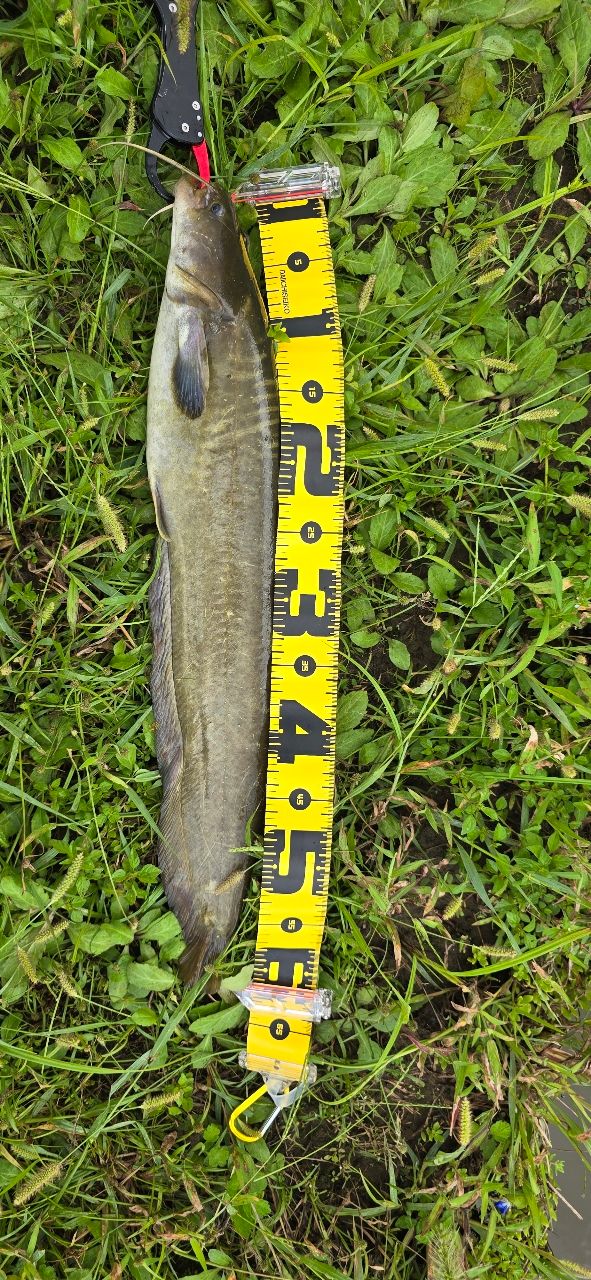 tailwalk ナマゾン Gモデル C70H/Gの最安値・インプレ・釣果 | 本音の