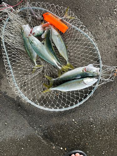 新湊西漁港