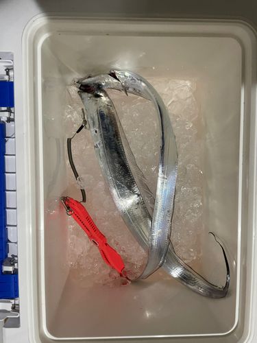 タチウオの釣果