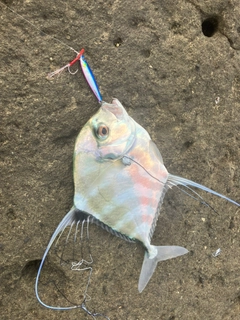 イトヒキアジの釣果