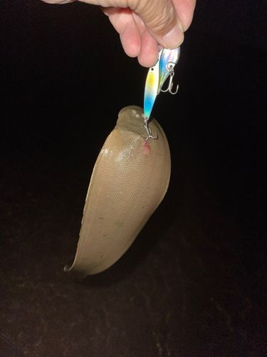 シタビラメの釣果