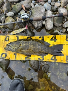 スモールマウスバスの釣果