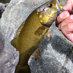 スモールマウスバス