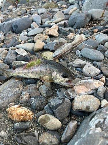 イワナの釣果