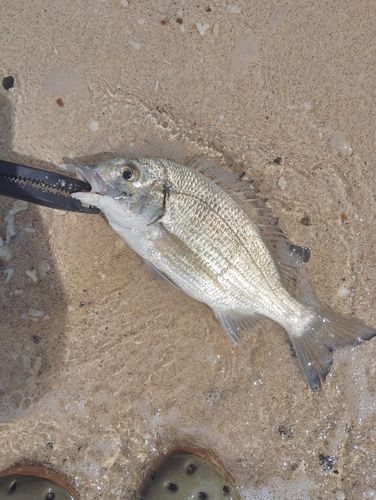 ミナミクロダイの釣果