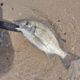 ミナミクロダイ