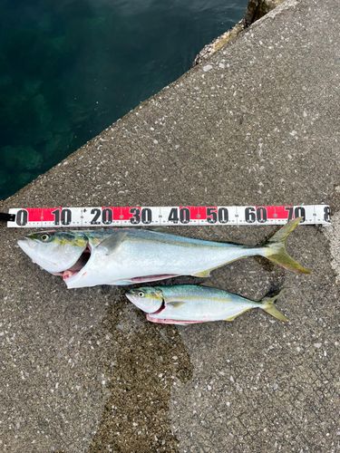 メジロの釣果