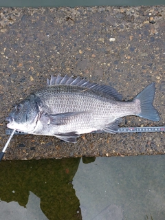 クロダイの釣果