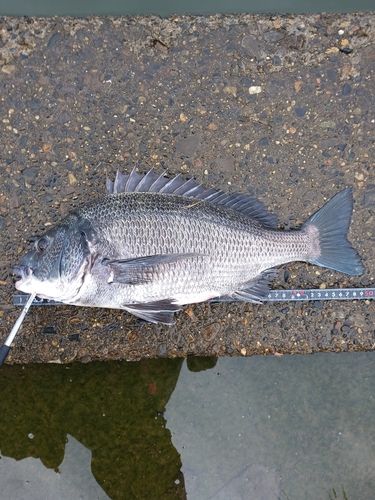 クロダイの釣果
