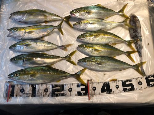 フクラギの釣果