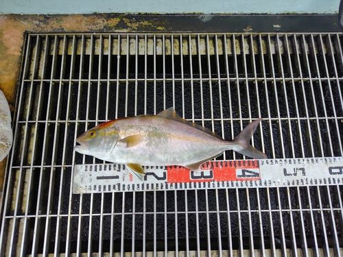 ショゴの釣果