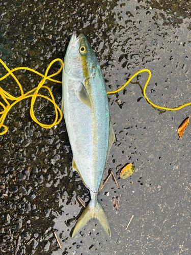 ヒラマサの釣果