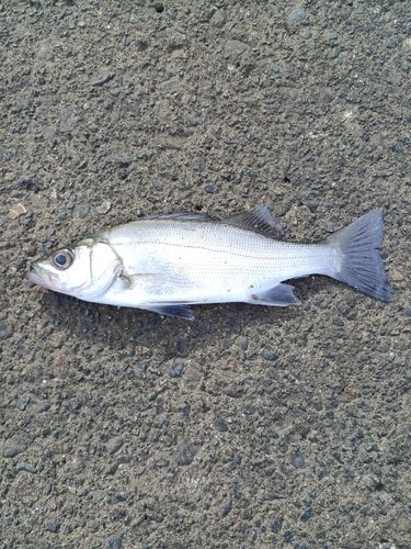 セイゴ（ヒラスズキ）の釣果