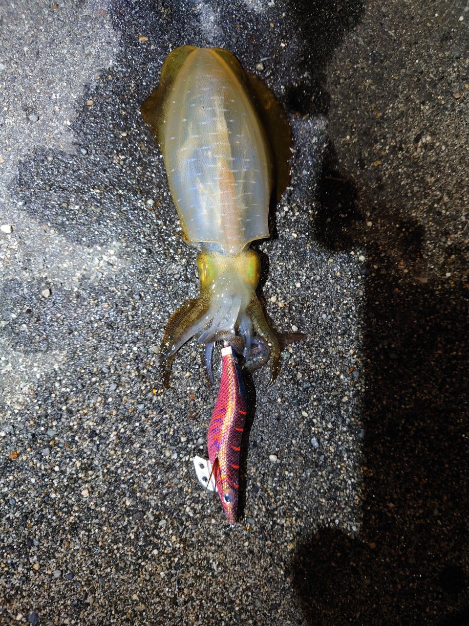 ヤマガブランクス カリスタ Calista 89ML/TZ NANO Yamaga Blanks Calista 90M/TZ NANOを1シーズン使ってみた感想