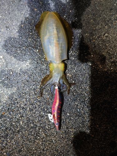 アオリイカの釣果