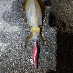 アオリイカ