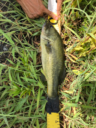 ラージマウスバスの釣果