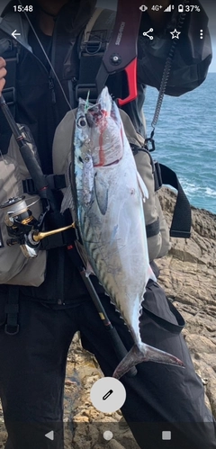 スマガツオの釣果