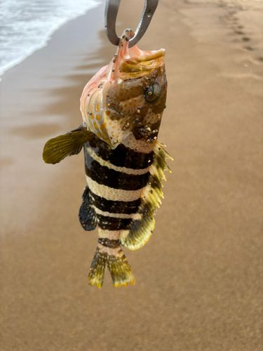 波松海岸