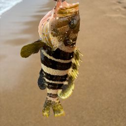 アオハタ