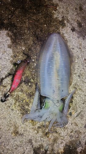 アオリイカの釣果