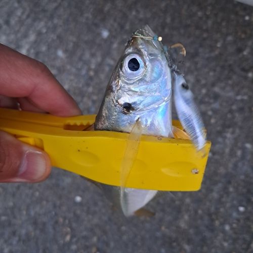 三陸海岸（青森）
