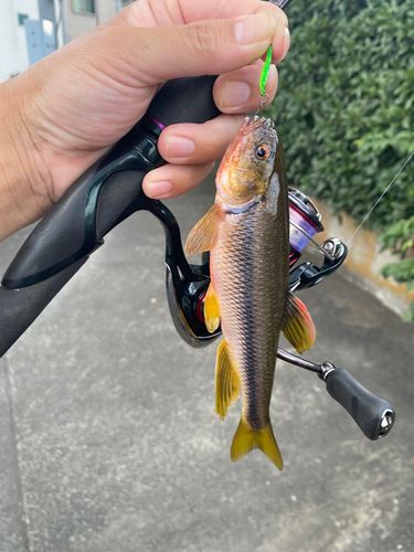 カワムツの釣果