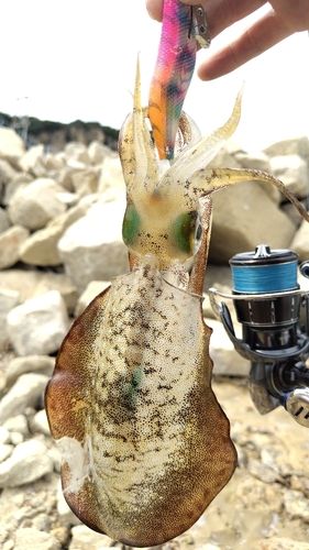 アオリイカの釣果