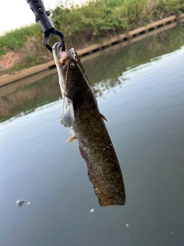 ナマズの釣果