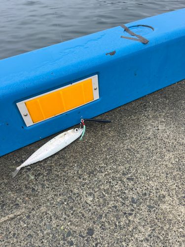 大槌湾