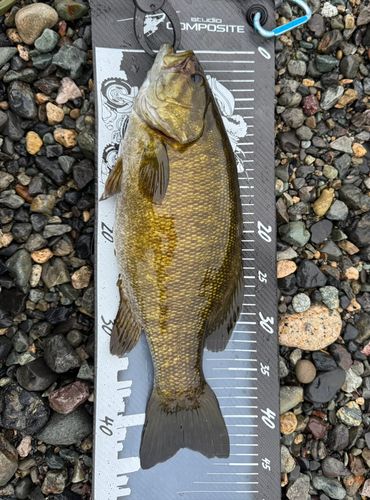 スモールマウスバスの釣果