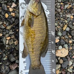 スモールマウスバス