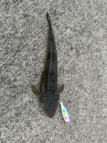 マゴチの釣果